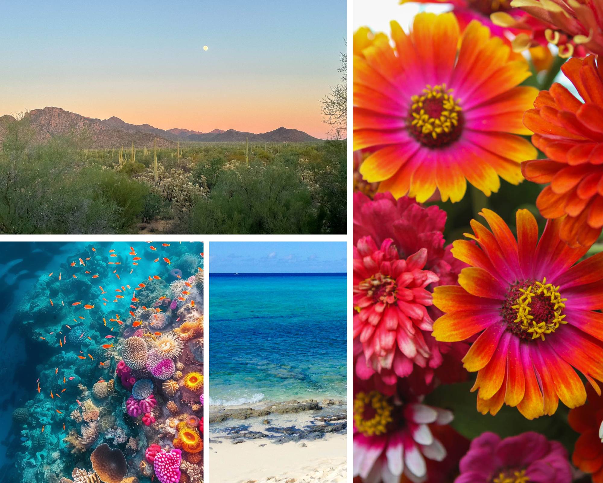 Collage of desert landscape, colorful flowers, coral reef, and beach. color inspiration, artist process, wearable art, luxury fashion